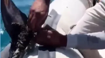 إنقاذ دولفين من شباك صيد ممنوعة على يد شباب الأنشطة البحرية