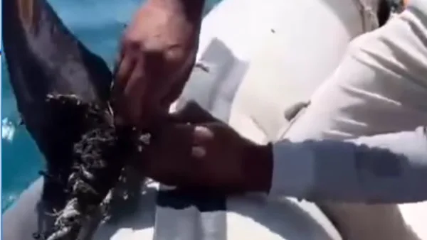 إنقاذ دولفين من شباك صيد ممنوعة على يد شباب الأنشطة البحرية