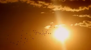 “بيع ضوء الشمس”.. نقلة نوعية بمجال الطاقة