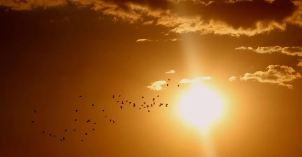 “بيع ضوء الشمس”.. نقلة نوعية بمجال الطاقة