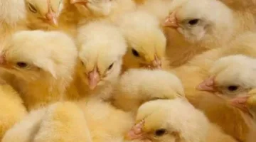 تعرف على أسعار الكتكوت الروس اليوم وأبرز المميزات والعيوب