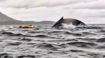 لحظة مرعبة لأب يشاهد حوتا يبتلع ابنه بالكامل