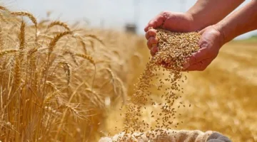 نستهلك 25 ألف طن قمح يوميا.. والاحتياطي الإستراتيجي يصل لـ5 أشهر