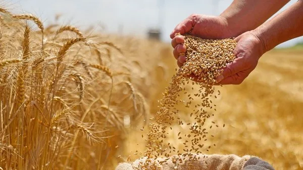 نستهلك 25 ألف طن قمح يوميا.. والاحتياطي الإستراتيجي يصل لـ5 أشهر