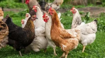 أسعار الفراخ والبيض اليوم في بورصة الدواجن، تحديث ثالث أيام رمضان