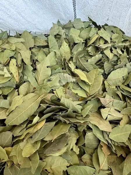 أعشاب مطروح.. أفضل المشروبات الطبيعية لمقاومة العطش خلال الصيام