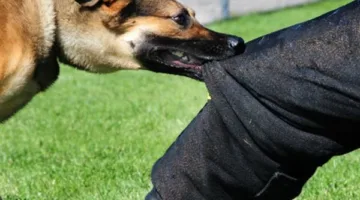 كلبه التهم جزءًا من وجهه.. لغز يحيط بالعثور على جثة مدير شركة محمول بالشيخ زايد