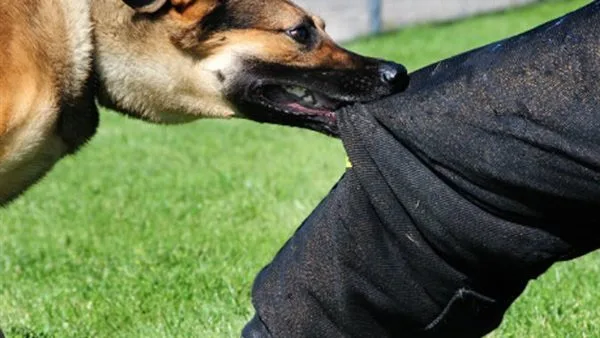 كلبه التهم جزءًا من وجهه.. لغز يحيط بالعثور على جثة مدير شركة محمول بالشيخ زايد