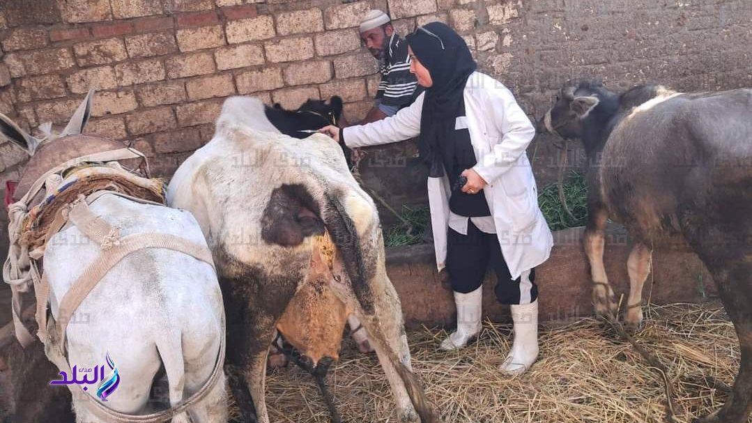 تحصين 160 ألف رأس ماشية ضد الحمى القلاعية والوادي المتصدع