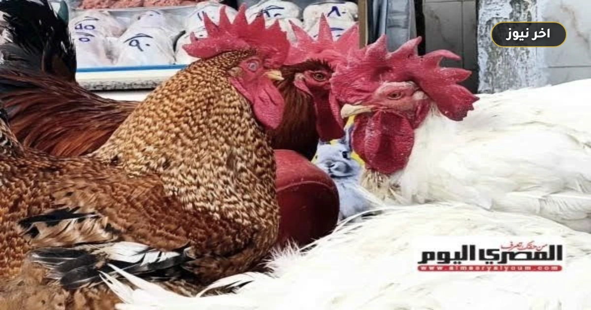 «البلدي يتفوق بفارق 51 جنيهاً».. أسعار الفراخ البيضاء والطيور اليوم الأربعاء 30 سبتمبر 2026 في المنوفية