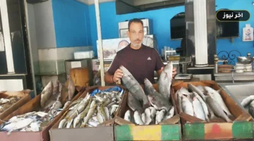 «البلطي يبدأ من 90 جنيهاً».. قائمة أسعار الأسماك والمأكولات البحرية في مطروح اليوم 1 أكتوبر 2026