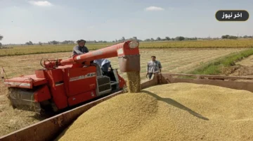«الطن يتراجع والكيلو يبدأ من 24 جنيهاً».. قائمة أسعار الأرز الشعير والأبيض والسلع الغذائية اليوم في الشرقية