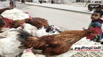 «فارق 10 جنيهات بين المزرعة والمستهلك».. أسعار الفراخ البيضاء والساسو والبيض اليوم الخميس 1 أكتوبر 2026