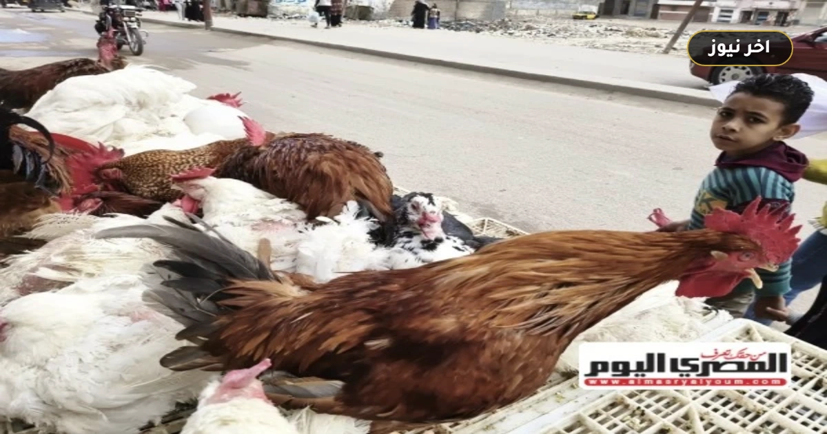 «فارق 10 جنيهات بين المزرعة والمستهلك».. أسعار الفراخ البيضاء والساسو والبيض اليوم الخميس 1 أكتوبر 2026