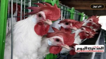 فوارق تصل إلى 40 جنيهاً بين المزرعة والمستهلك.. أسعار الدواجن والبيض في مطروح اليوم الخميس 1 أكتوبر 2026